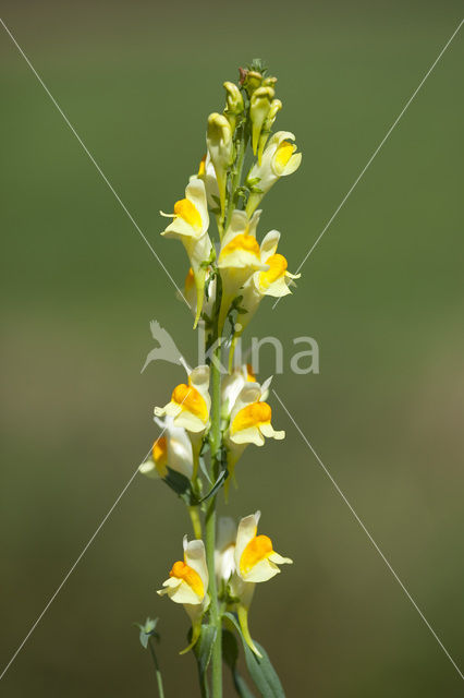 Vlasbekje (Linaria vulgaris)