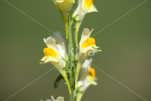 Vlasbekje (Linaria vulgaris)