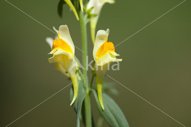 Vlasbekje (Linaria vulgaris)