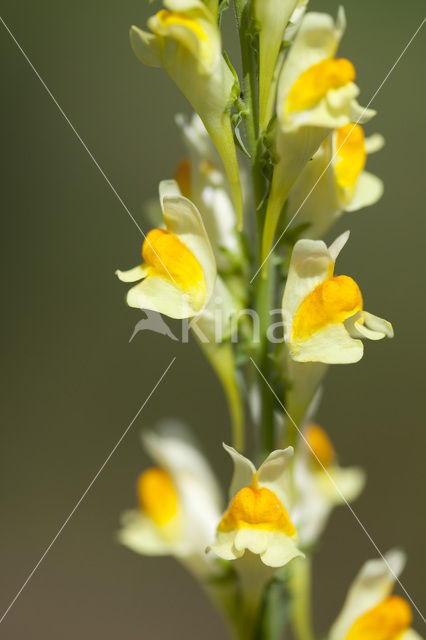 Common Toadflax (Linaria vulgaris)