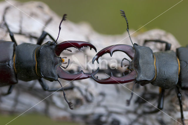 Stag Beetle (Lucanus cervus)