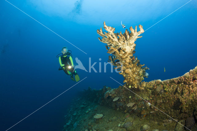 Fire coral (Millepora dichotoma)
