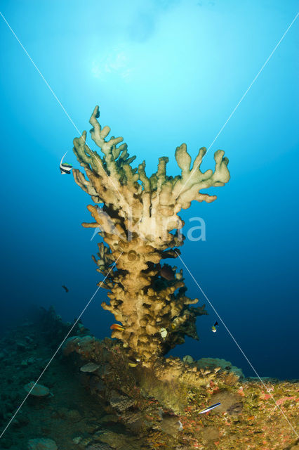 Fire coral (Millepora dichotoma)
