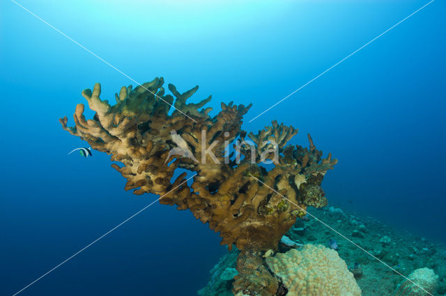 Fire coral (Millepora dichotoma)