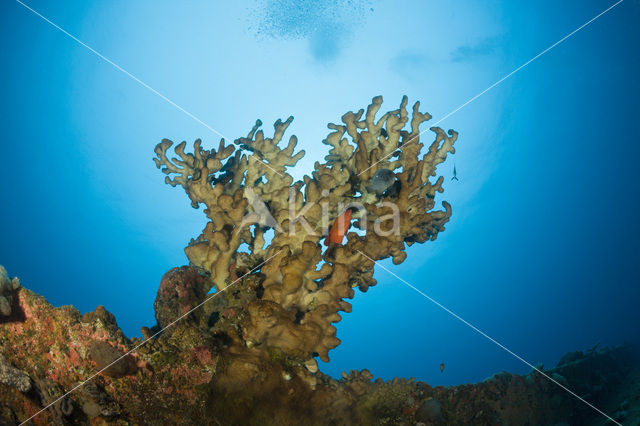 Fire coral (Millepora dichotoma)