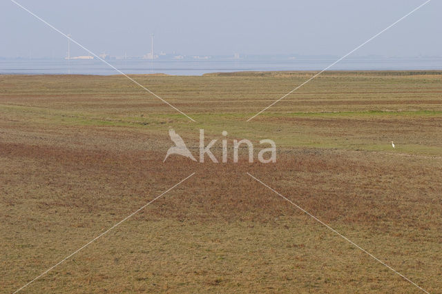 Wadden Sea
