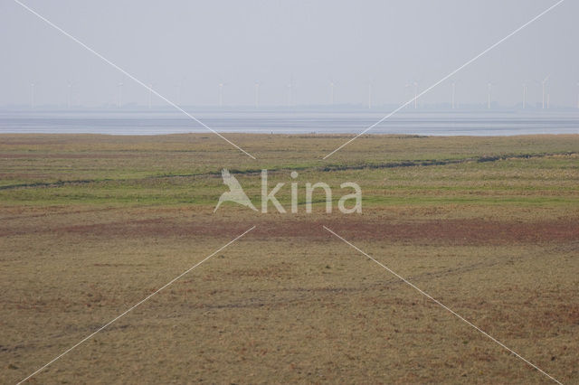 Waddenzee