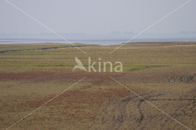 Waddenzee