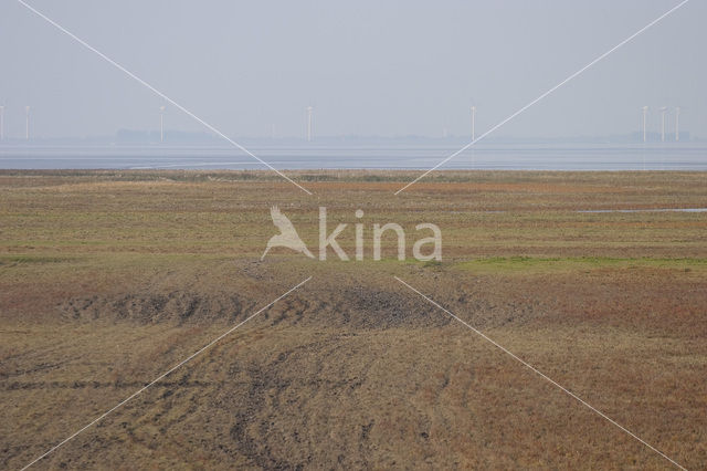 Waddenzee