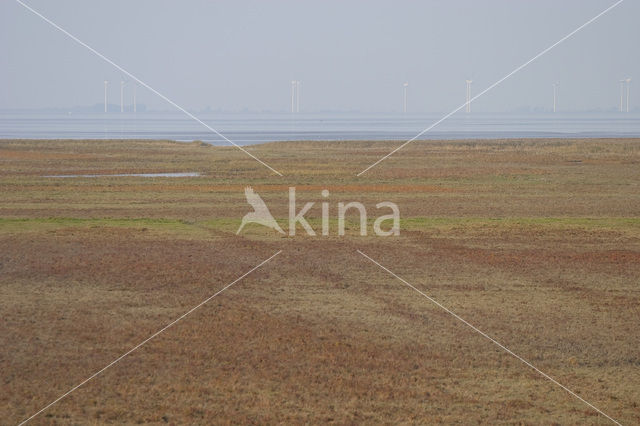 Wadden Sea