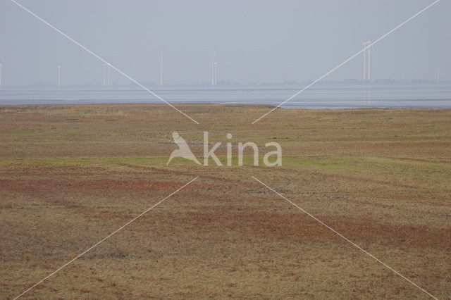 Waddenzee