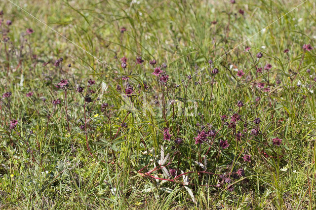 Marsh Cinquefoil (Potentilla palustris)