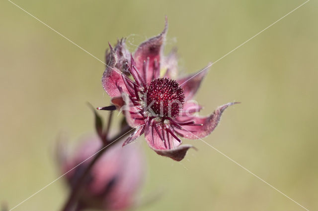 Wateraardbei (Potentilla palustris)