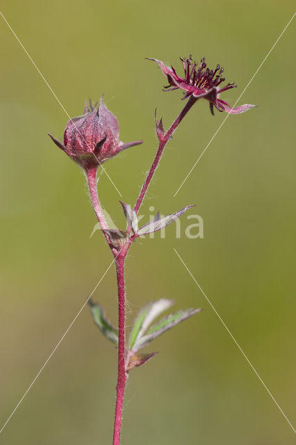 Wateraardbei (Potentilla palustris)