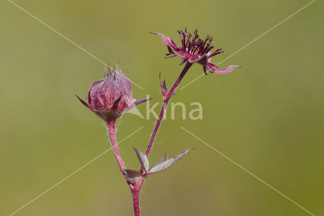 Wateraardbei (Potentilla palustris)