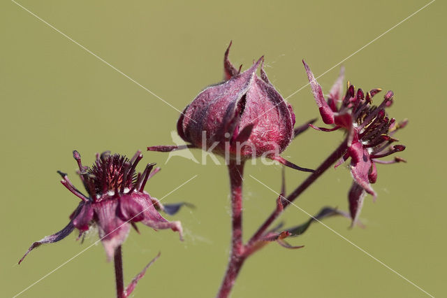 Marsh Cinquefoil (Potentilla palustris)