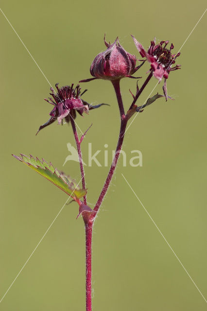 Marsh Cinquefoil (Potentilla palustris)