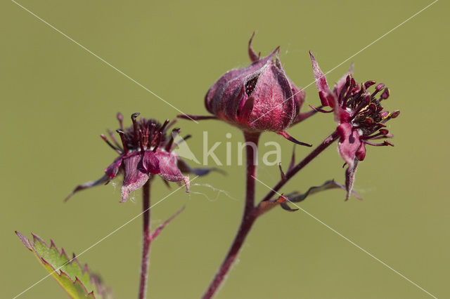 Marsh Cinquefoil (Potentilla palustris)