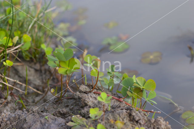 Waterklavervaren (Marsilea quadrifolia)