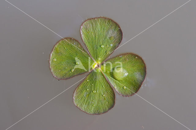 Waterklavervaren (Marsilea quadrifolia)