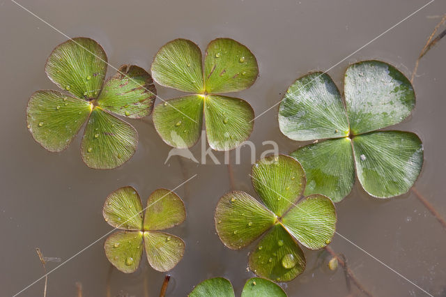 Waterklavervaren (Marsilea quadrifolia)