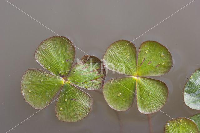 Waterklavervaren (Marsilea quadrifolia)