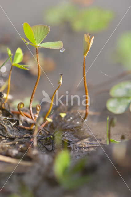 Waterklavervaren (Marsilea quadrifolia)