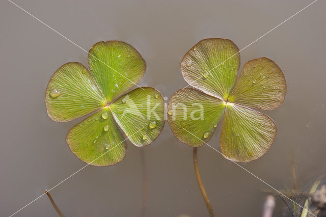 Waterklavervaren (Marsilea quadrifolia)