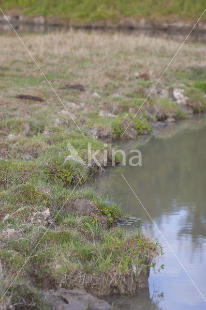 Waterklavervaren (Marsilea quadrifolia)