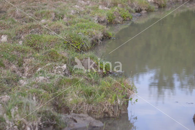 Waterclover (Marsilea quadrifolia)