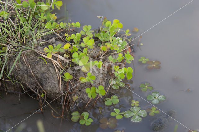 Waterklavervaren (Marsilea quadrifolia)