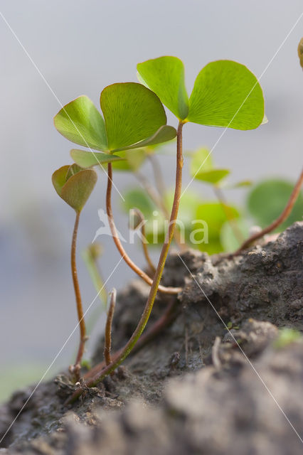 Waterklavervaren (Marsilea quadrifolia)