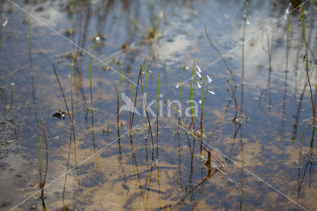 Waterlobelia (Lobelia dortmanna)