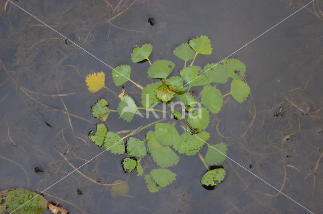Waterchestnut (Trapa natans)