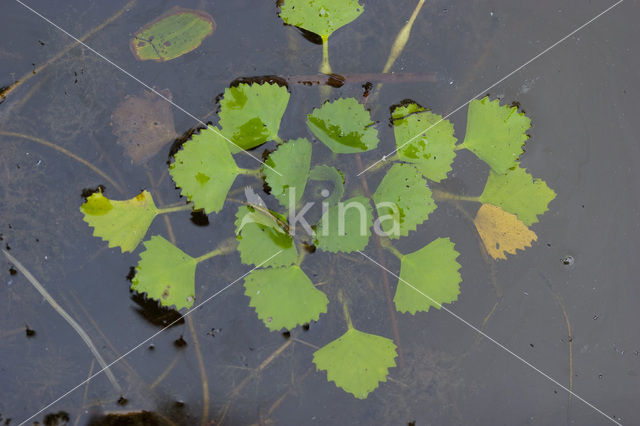 Waterchestnut (Trapa natans)