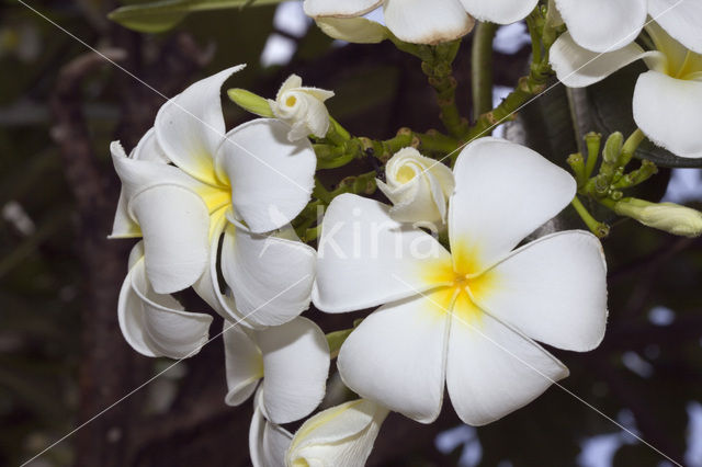 Nosegaytree (Plumeria alba)