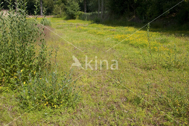 Wijdbloeiende rus (Juncus tenageia)