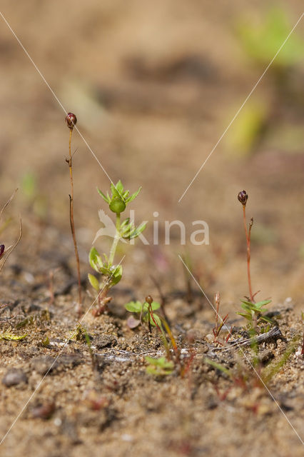 Wijdbloeiende rus (Juncus tenageia)