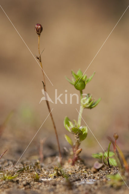 Wijdbloeiende rus (Juncus tenageia)