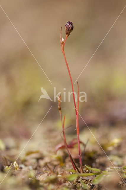 Wijdbloeiende rus (Juncus tenageia)