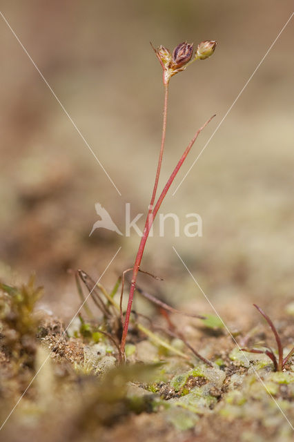 Wijdbloeiende rus (Juncus tenageia)