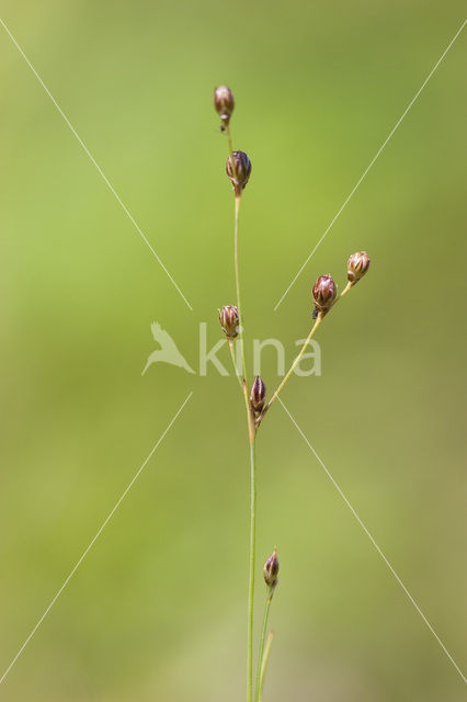 Wijdbloeiende rus (Juncus tenageia)