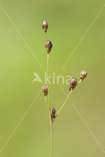 Wijdbloeiende rus (Juncus tenageia)
