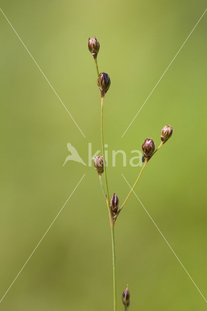 Wijdbloeiende rus (Juncus tenageia)