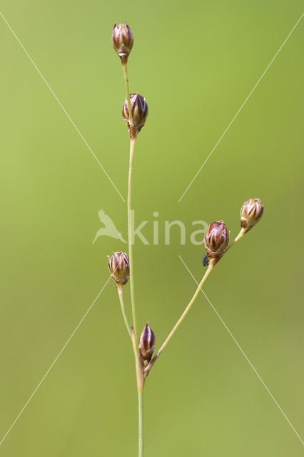 Wijdbloeiende rus (Juncus tenageia)