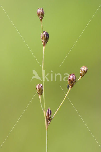 Sand Rush (Juncus tenageia)