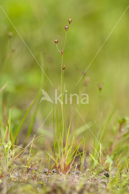 Wijdbloeiende rus (Juncus tenageia)