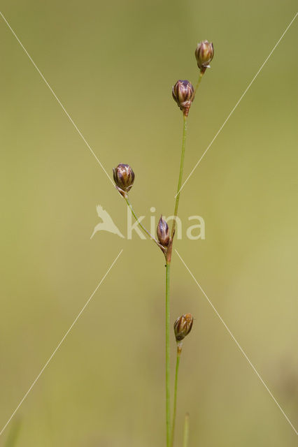 Wijdbloeiende rus (Juncus tenageia)