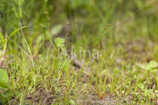 Wijdbloeiende rus (Juncus tenageia)