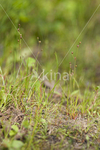 Wijdbloeiende rus (Juncus tenageia)